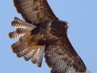 Maeusebussard (Buteo buteo) 36